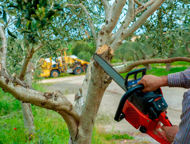 The Steps Involved in Our Tree Care Process in Lakehurst, NJ